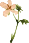 bloemetje van logo wildgekruid