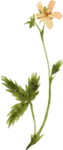 bloemetje van logo wildgekruid