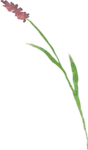 bloemetje van logo wildgekruid