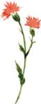 bloemetje van logo wildgekruid