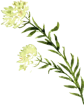 bloemetje van logo wildgekruid