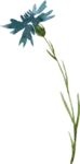 bloemetje van logo wildgekruid