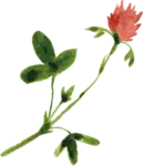 bloemetje van logo wildgekruid