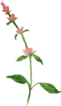 bloemetje van logo wildgekruid